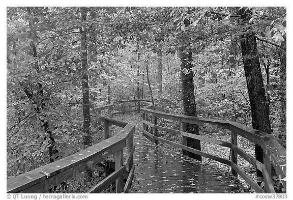 Boardwalk, forest in autumn colors. Congaree National Park, South Carolina, USA.