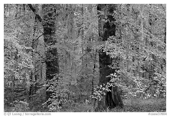 Trees with fall colors and spanish moss. Congaree National Park (black and white)
