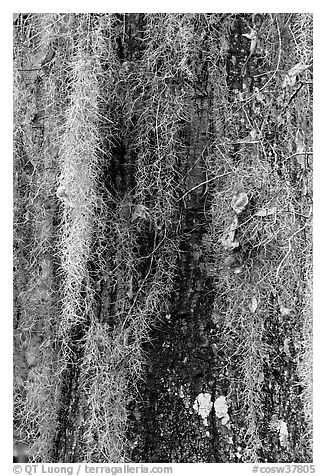 Close-up of spanish moss on trunk. Congaree National Park, South Carolina, USA.