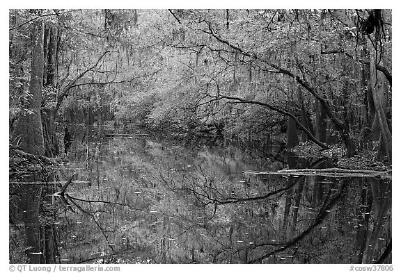 Cedar Creek reflections. Congaree National Park (black and white)