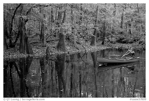 Man paddling a red canoe on Cedar Creek. Congaree National Park (black and white)
