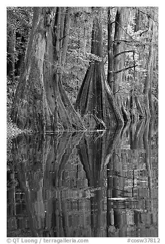 Cypress buttresses reflected in Cedar Creek. Congaree National Park, South Carolina, USA.