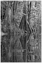 Cypress buttresses reflected in Cedar Creek. Congaree National Park, South Carolina, USA. (black and white)