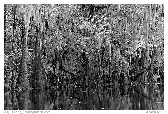 Spanish moss hanging from cypress at the edge of Cedar Creek. Congaree National Park (black and white)