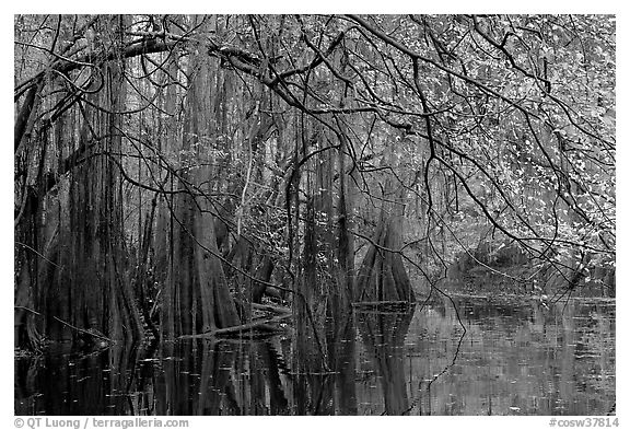 Bald cypress, spanish moss, and branches with fall colors over Cedar Creek. Congaree National Park (black and white)