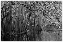 Bald cypress, spanish moss, and branches with fall colors over Cedar Creek. Congaree National Park, South Carolina, USA. (black and white)