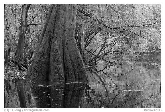 Large buttressed base of bald cypress and fall colors reflections in Cedar Creek. Congaree National Park (black and white)