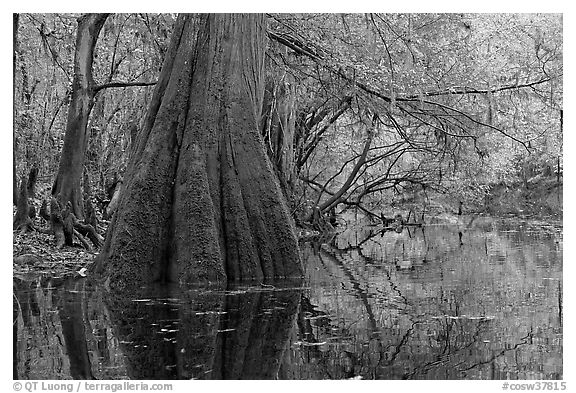 Large buttressed base of bald cypress and fall colors reflections in Cedar Creek. Congaree National Park, South Carolina, USA.