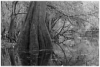 Large buttressed base of bald cypress and fall colors reflections in Cedar Creek. Congaree National Park, South Carolina, USA. (black and white)