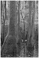 Young tree growing in swamp amongst old growth cypress and tupelo. Congaree National Park, South Carolina, USA. (black and white)