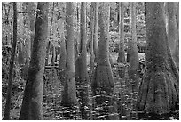 Swamp with bald cypress and tupelo trees. Congaree National Park, South Carolina, USA. (black and white)