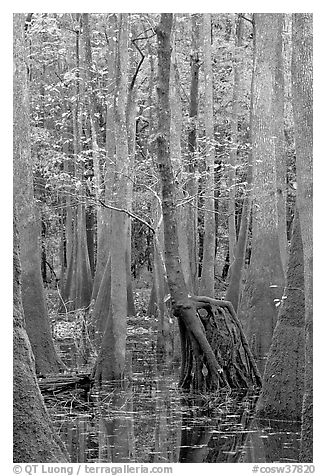 Walking tree in swamp. Congaree National Park (black and white)