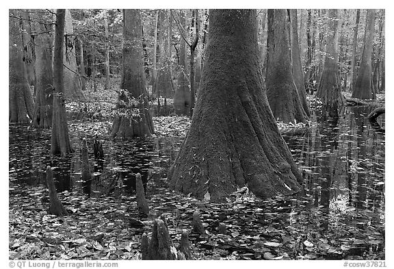 Cypress knees and trunks in swamp. Congaree National Park (black and white)