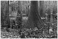 Cypress knees and trunks in swamp. Congaree National Park, South Carolina, USA. (black and white)