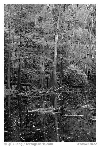 Bald cypress in fall colors and dark waters. Congaree National Park (black and white)