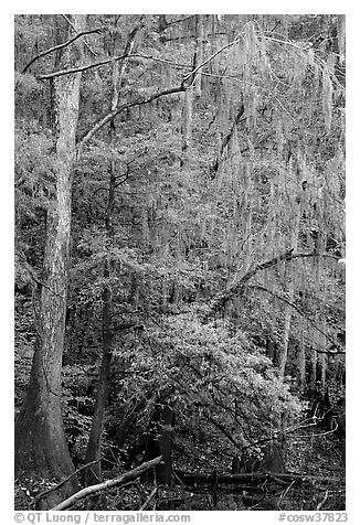 Spanish moss and cypress needs in fall colors. Congaree National Park, South Carolina, USA.