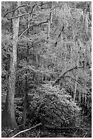 Spanish moss and cypress needs in fall colors. Congaree National Park, South Carolina, USA. (black and white)