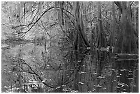 Arched branches with spanish moss above Cedar Creek. Congaree National Park, South Carolina, USA. (black and white)