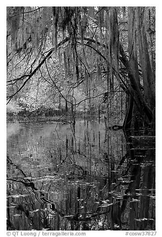 Branches with spanish moss reflected in Cedar Creek. Congaree National Park, South Carolina, USA.