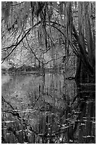 Branches with spanish moss reflected in Cedar Creek. Congaree National Park, South Carolina, USA. (black and white)