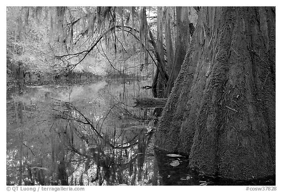 Buttressed cypress base and spanish moss reflected in Cedar Creek. Congaree National Park, South Carolina, USA.