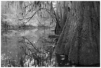 Buttressed cypress base and spanish moss reflected in Cedar Creek. Congaree National Park, South Carolina, USA. (black and white)