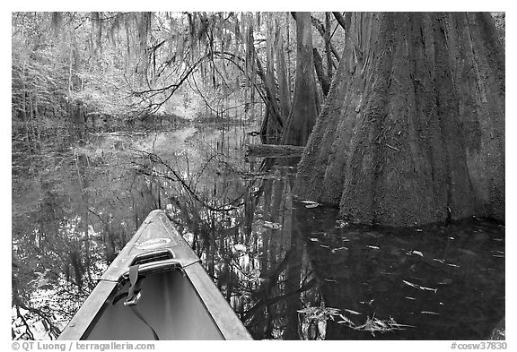 Canoe prow on Cedar Creek amongst large cypress trees, fall colors, and spanish moss. Congaree National Park (black and white)