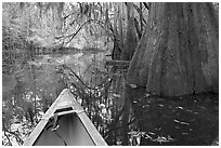 Canoe prow on Cedar Creek amongst large cypress trees, fall colors, and spanish moss. Congaree National Park ( black and white)