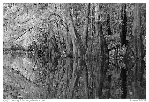 Cypress trees with branch in fall color reflected in dark waters of Cedar Creek. Congaree National Park, South Carolina, USA.