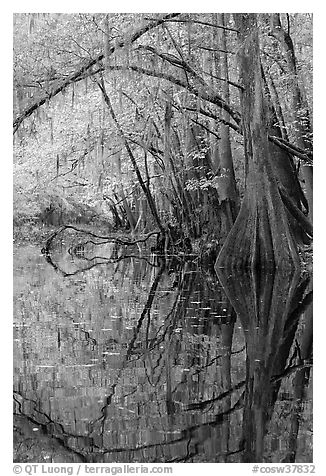 Arched branches and cypress reflected in Cedar Creek. Congaree National Park, South Carolina, USA.