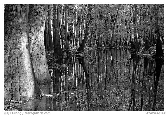 Sunny forest reflections in Cedar Creek. Congaree National Park (black and white)