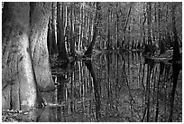Sunny forest reflections in Cedar Creek. Congaree National Park, South Carolina, USA. (black and white)