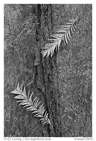 Close-up of fallen cypress needles on trunk. Congaree National Park, South Carolina, USA.