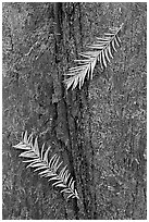 Close-up of fallen cypress needles on trunk. Congaree National Park, South Carolina, USA. (black and white)