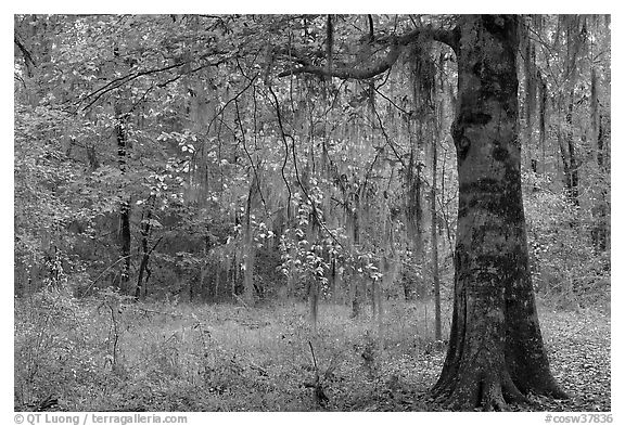 Tree with leaves in autum colors. Congaree National Park, South Carolina, USA.