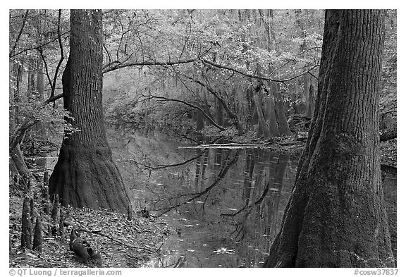 Trees and cypress knees on the shore of Cedar Creek. Congaree National Park (black and white)