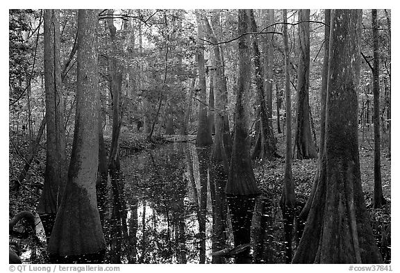 Creek in fall, early morning. Congaree National Park (black and white)
