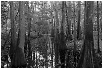 Creek in fall, early morning. Congaree National Park, South Carolina, USA. (black and white)
