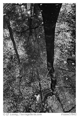 Bald cypress tree reflected in creek. Congaree National Park (black and white)