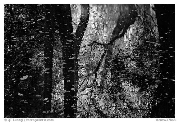 Reflections and falling leaves in creek. Congaree National Park, South Carolina, USA.