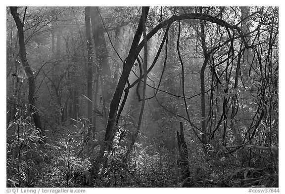 Sunrays and vines. Congaree National Park, South Carolina, USA.