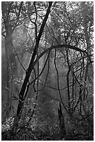 Trees with vines. Congaree National Park, South Carolina, USA. (black and white)