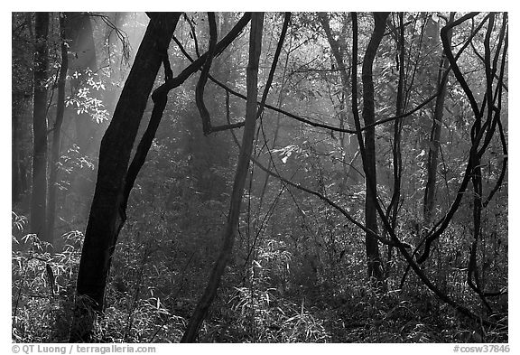 Vines and sunlit mist. Congaree National Park, South Carolina, USA.