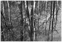 Cypress trees reflected in swamp. Congaree National Park, South Carolina, USA. (black and white)