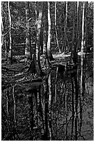Trees trunks and reflections. Congaree National Park, South Carolina, USA. (black and white)