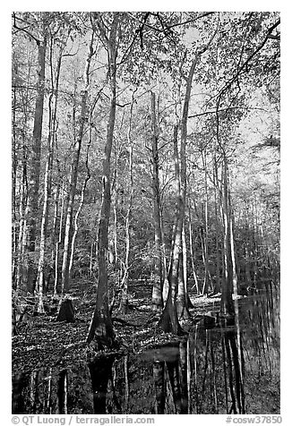 Tall trees and creek. Congaree National Park, South Carolina, USA.