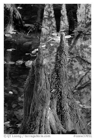 Cypress knees and creek. Congaree National Park, South Carolina, USA.