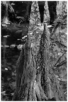 Cypress knees and creek. Congaree National Park, South Carolina, USA. (black and white)