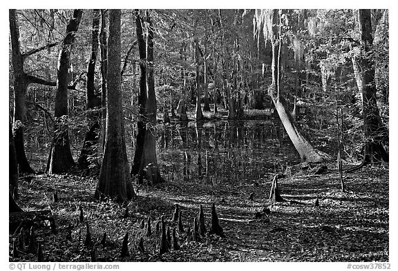 Cypress, knees, and Wise Lake. Congaree National Park (black and white)