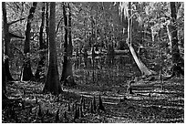 Cypress, knees, and Wise Lake. Congaree National Park, South Carolina, USA. (black and white)